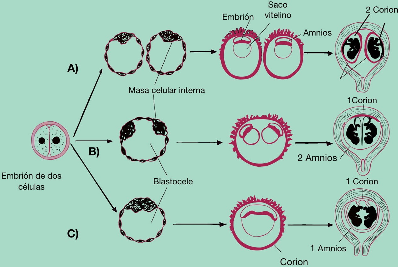 7.6 Concepciones Gemelares | Reproducción De Los Animales Domésticos